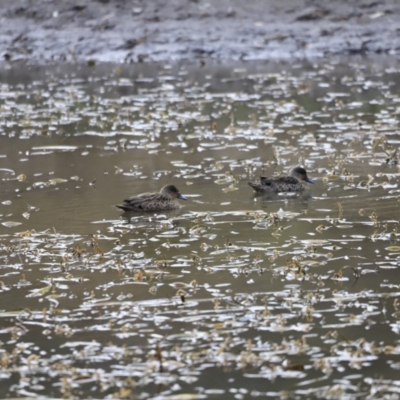 Anas gracilis (Grey Teal) at Namadgi National Park - 8 Sep 2023 by JimL