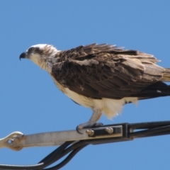 Pandion haliaetus (Osprey) at Leeman, WA - 15 Nov 2009 by AndyRoo