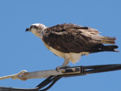 Pandion haliaetus (Osprey) at Leeman, WA - 14 Nov 2009 by AndyRoo