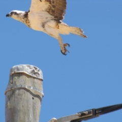 Pandion haliaetus at Leeman, WA - 15 Nov 2009