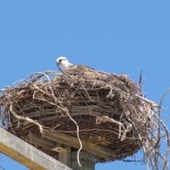 Pandion haliaetus at Leeman, WA - suppressed