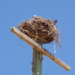 Pandion haliaetus at Leeman, WA - suppressed