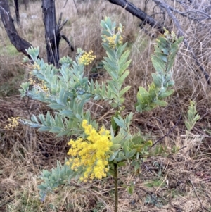 Acacia covenyi at Wamboin, NSW - 28 Aug 2023 08:20 AM