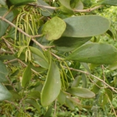 Amyema congener subsp. congener (A Mistletoe) at Kembla Grange, NSW - 8 Sep 2023 by plants