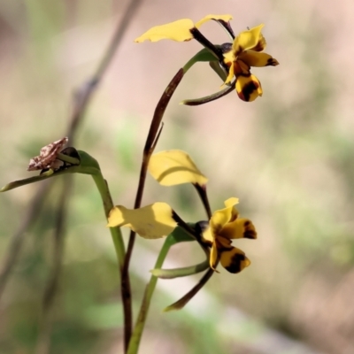 Diuris pardina (Leopard Doubletail) at Chiltern, VIC - 7 Sep 2023 by KylieWaldon