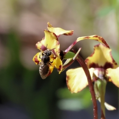 Unidentified Bee (Hymenoptera, Apiformes) at Chiltern, VIC - 7 Sep 2023 by KylieWaldon