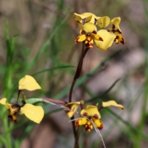 Diuris pardina at Chiltern, VIC - suppressed