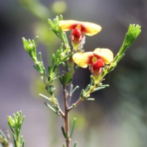 Dillwynia sericea at Chiltern, VIC - suppressed