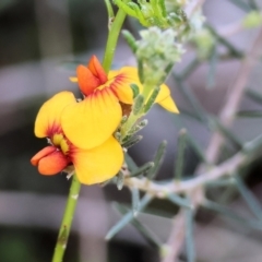 Dillwynia sericea (Egg And Bacon Peas) at Chiltern, VIC - 7 Sep 2023 by KylieWaldon