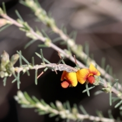 Dillwynia sericea (Egg And Bacon Peas) at Chiltern, VIC - 7 Sep 2023 by KylieWaldon