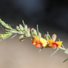 Dillwynia sericea at Chiltern, VIC - 7 Sep 2023