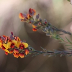 Dillwynia sericea (Egg And Bacon Peas) at Chiltern, VIC - 7 Sep 2023 by KylieWaldon