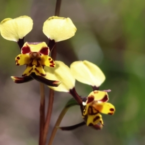 Diuris pardina at Chiltern, VIC - 7 Sep 2023