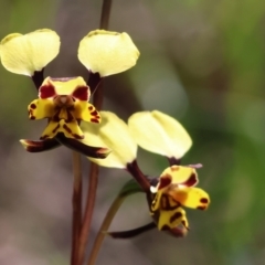 Diuris pardina (Leopard Doubletail) at suppressed - 7 Sep 2023 by KylieWaldon