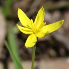 Pauridia vaginata (Yellow Star) at Chiltern, VIC - 7 Sep 2023 by KylieWaldon