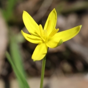 Pauridia vaginata (Yellow Star) at Chiltern, VIC by KylieWaldon