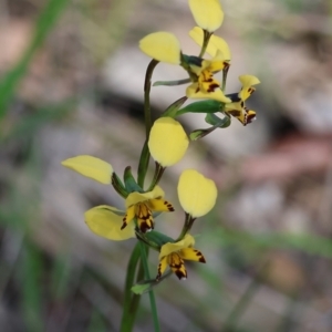 Diuris pardina at Chiltern, VIC - suppressed