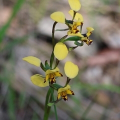 Diuris pardina (Leopard Doubletail) at suppressed - 7 Sep 2023 by KylieWaldon