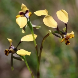 Diuris pardina at Chiltern, VIC - 7 Sep 2023