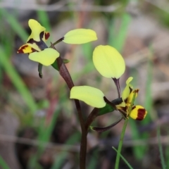 Diuris pardina at Chiltern, VIC - 7 Sep 2023