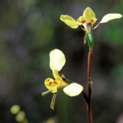 Diuris pardina at Chiltern, VIC - suppressed