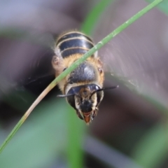 Trichocolletes sp. (genus) at Chiltern, VIC - 7 Sep 2023 by KylieWaldon