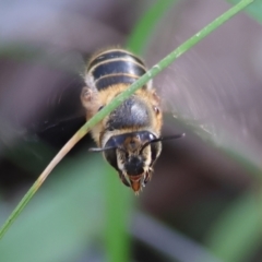 Trichocolletes (Trichocolletes) venustus at Chiltern, VIC - 7 Sep 2023 by KylieWaldon