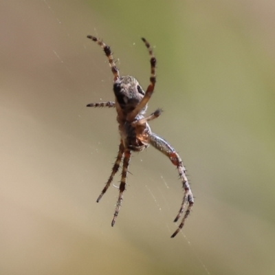 Unidentified Orb-weaving spider (several families) at Chiltern, VIC - 7 Sep 2023 by KylieWaldon