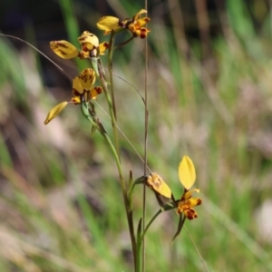 Diuris pardina at Chiltern, VIC - suppressed