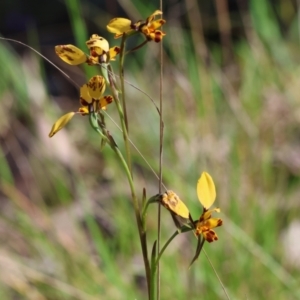 Diuris pardina (Leopard Doubletail) at Chiltern, VIC by KylieWaldon