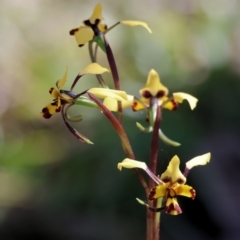 Diuris pardina (Leopard Doubletail) at Chiltern, VIC - 7 Sep 2023 by KylieWaldon