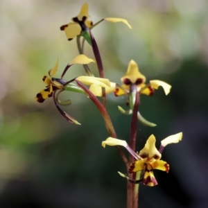 Diuris pardina at Chiltern, VIC - 7 Sep 2023