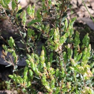 Brachyloma daphnoides at Chiltern, VIC - 7 Sep 2023 11:57 AM