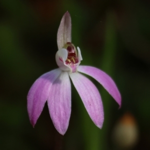 Caladenia fuscata at Chiltern, VIC - suppressed