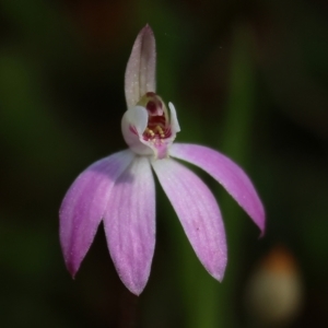 Caladenia fuscata (Dusky Fingers) at suppressed by KylieWaldon