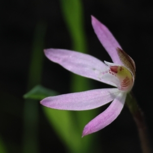 Caladenia fuscata at Chiltern, VIC - suppressed