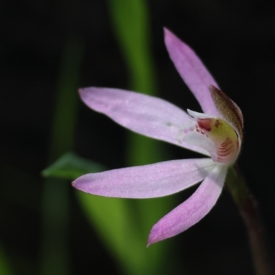 Caladenia fuscata (Dusky Fingers) at Chiltern, VIC - 7 Sep 2023 by KylieWaldon