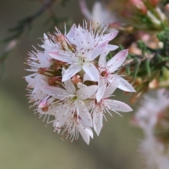 Calytrix tetragona (Common Fringe-myrtle) at Chiltern, VIC - 7 Sep 2023 by KylieWaldon