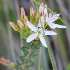 Calytrix tetragona at Chiltern, VIC - 7 Sep 2023 11:59 AM