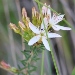 Calytrix tetragona at Chiltern, VIC - 7 Sep 2023