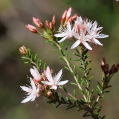 Calytrix tetragona at Chiltern, VIC - 7 Sep 2023 11:59 AM
