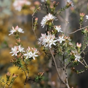 Calytrix tetragona at Chiltern, VIC - 7 Sep 2023