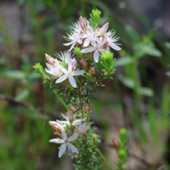 Calytrix tetragona at Chiltern, VIC - 7 Sep 2023