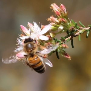 Apis mellifera at Chiltern, VIC - 7 Sep 2023 11:58 AM