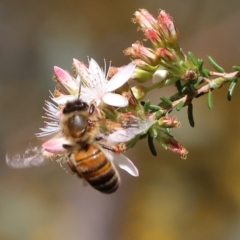 Apis mellifera (European honey bee) at Chiltern, VIC - 7 Sep 2023 by KylieWaldon