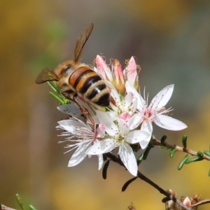 Apis mellifera at Chiltern, VIC - 7 Sep 2023