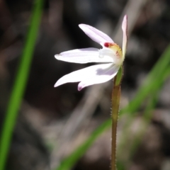 Caladenia fuscata (Dusky Fingers) at Chiltern, VIC - 7 Sep 2023 by KylieWaldon