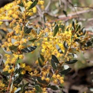 Acacia buxifolia subsp. buxifolia at Chiltern, VIC - 7 Sep 2023 12:00 PM