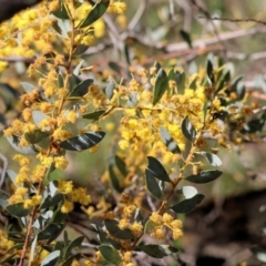 Acacia buxifolia subsp. buxifolia (Box-leaf Wattle) at Chiltern, VIC - 7 Sep 2023 by KylieWaldon