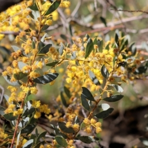 Acacia buxifolia subsp. buxifolia at Chiltern, VIC - 7 Sep 2023